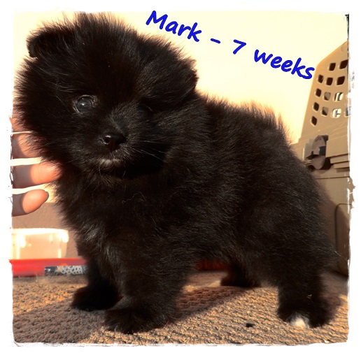 Pomeranian puppies - Thai Silk z Secret Garden X Royal Poms Liberty Pomeranian puppies - Thai Silk z Secret Garden X Royal Poms Liberty